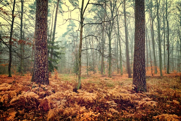 Vintage őszi erdő — Stock Fotó