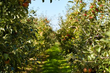 Meyve bahçesinde elma ağaçları