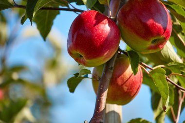 elma ağacı dalı ile meyve