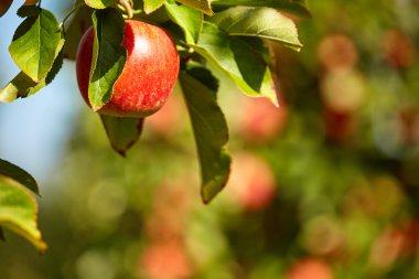 elma ağacı dalı ile meyve