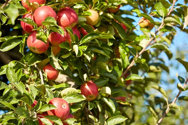 Apple trädgrenar med frukter — Stockfoto