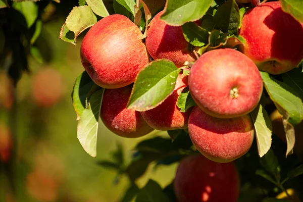 苹果树枝与水果 — 图库照片