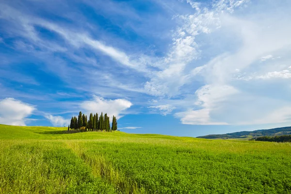 Colline verdi in Toscana — Foto Stock