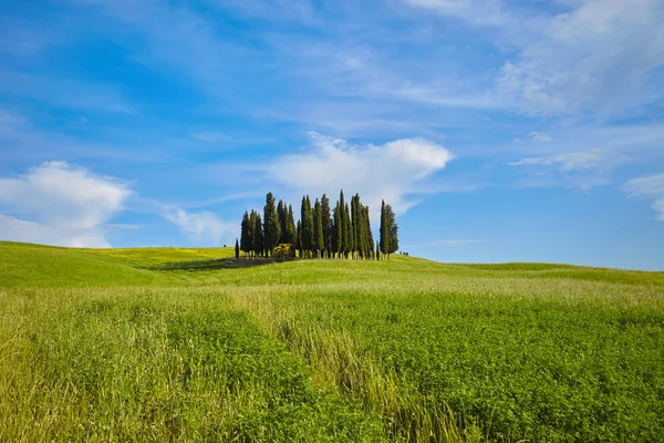 Toskana yeşil tepeler
