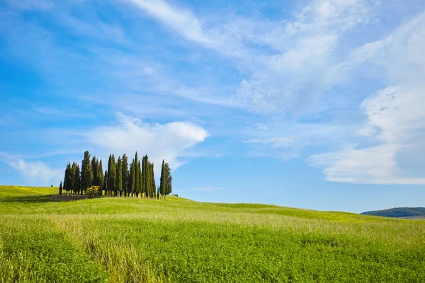 Grüne Hügel in der Toskana — Stockfoto