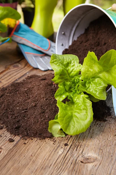 Plant groeit van grond — Stockfoto