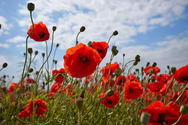 Vackra ljusa röda vallmo blommor — Stockfoto