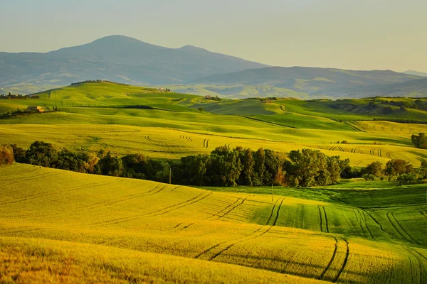 Colline verdi in Toscana — Foto Stock
