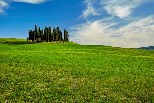 Colline verdi in Toscana — Foto Stock