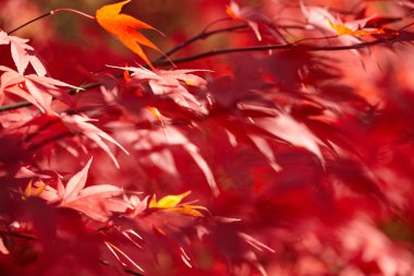 Kırmızı sonbahar yaprakları