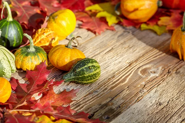 Fall season decoration with pumpkins — Stock Photo, Image
