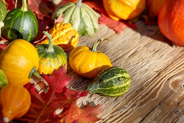 Décoration d'automne avec citrouilles — Photo