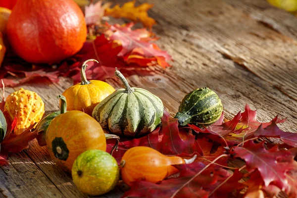 Fall season decoration with pumpkins — Stock Photo, Image