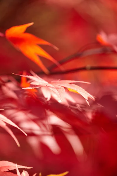 Rotes Herbstlaub — Stockfoto