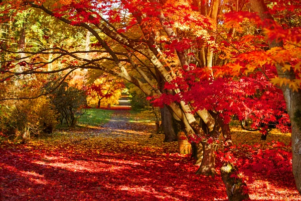Parque de otoño como fondo natural agradable — Foto de Stock
