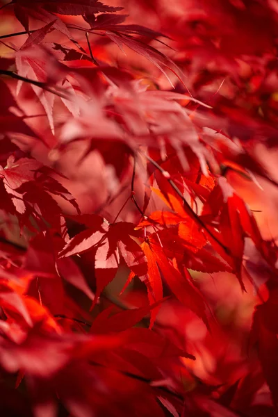 Rotes Herbstlaub — Stockfoto