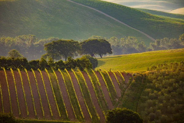 Green hills in Tuscany — Stock Photo, Image