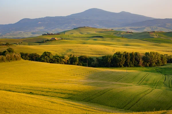 Colline verdi in Toscana — Foto Stock