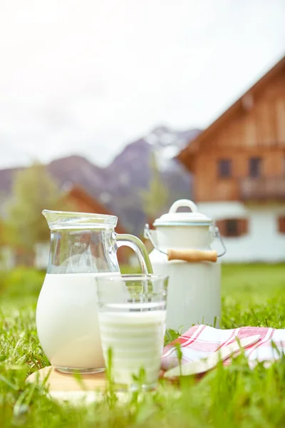 菜肴的牛奶站在草地上 — 图库照片