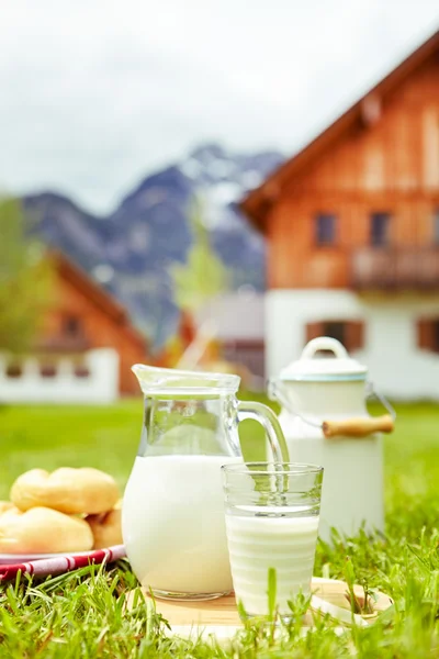 菜肴的牛奶站在草地上 — 图库照片