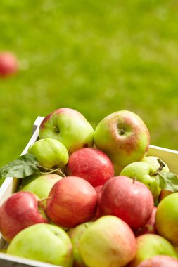 Bahçe zemin üzerine güzel elma 