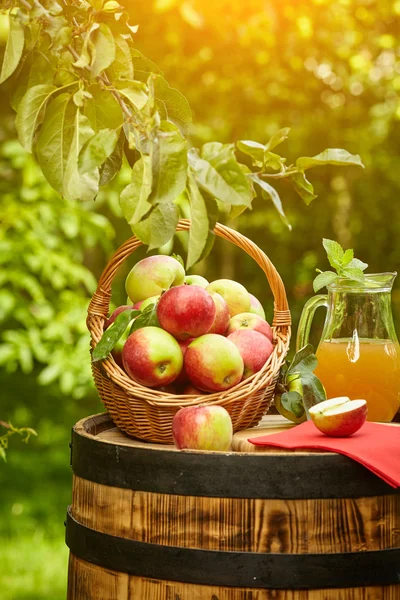 Korg med äpplen på bakgrunden orchard — Stockfoto