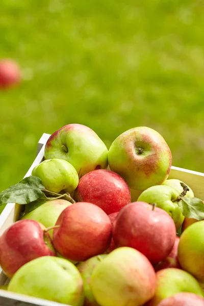 Beautiful apples on garden background — Stock Photo, Image