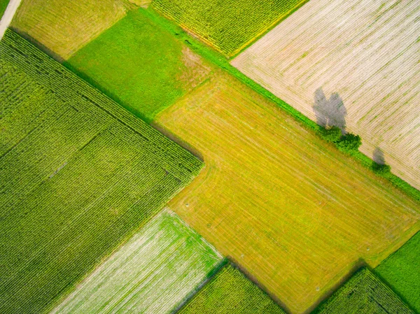 शेतात हवाई दृश्य — स्टॉक फोटो, इमेज