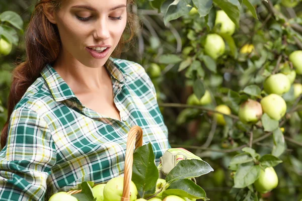 Vrouw plukken rijpe biologische appels — Stockfoto