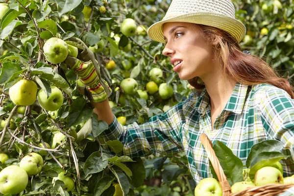 女性熟した有機りんご狩り — ストック写真
