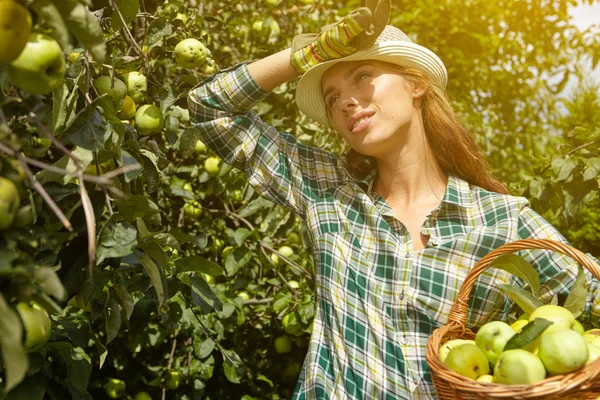 Mujer recogiendo manzanas orgánicas maduras —  Fotos de Stock