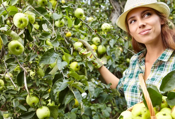 Vrouw plukken rijpe biologische appels — Stockfoto