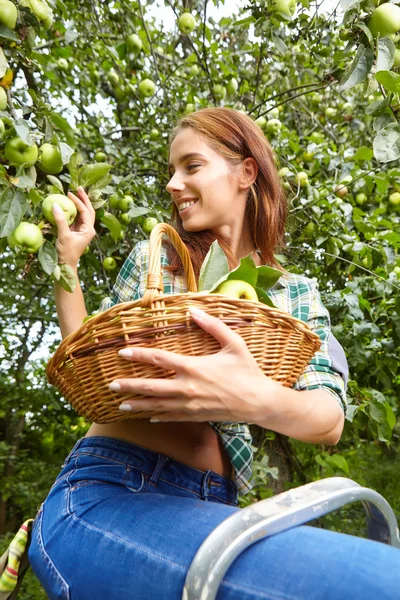 Vrouw plukken rijpe biologische appels — Stockfoto