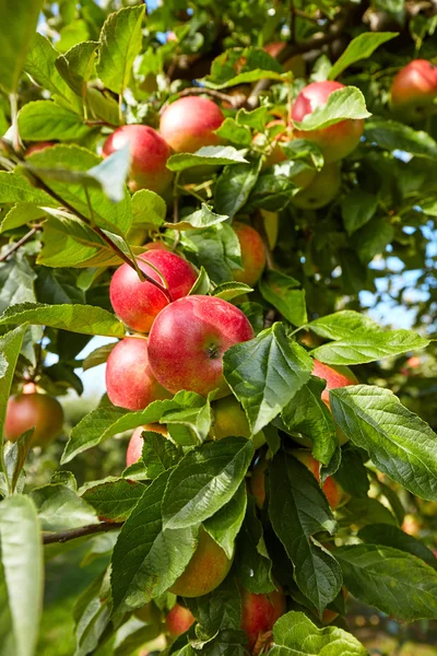 Apples hanging from tree — Stock Photo, Image
