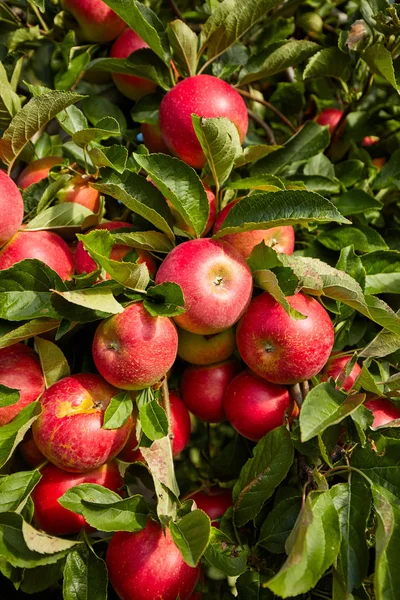 Äpplen hängande från träd — Stockfoto