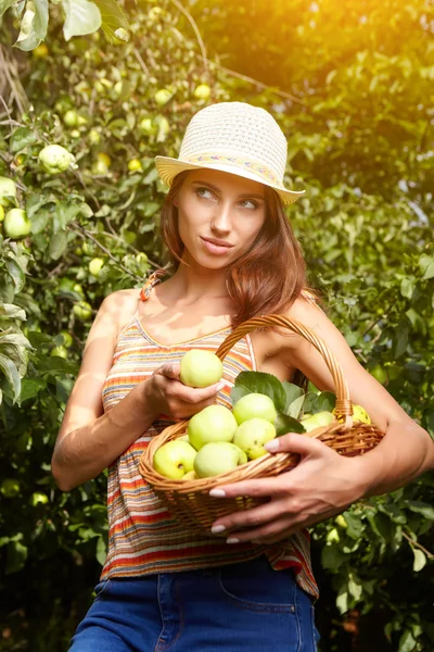 Kobieta pobrania dojrzałych jabłek ekologicznych — Zdjęcie stockowe
