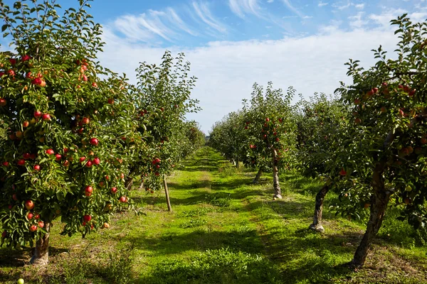 Manzanas colgando de los árboles — Foto de Stock