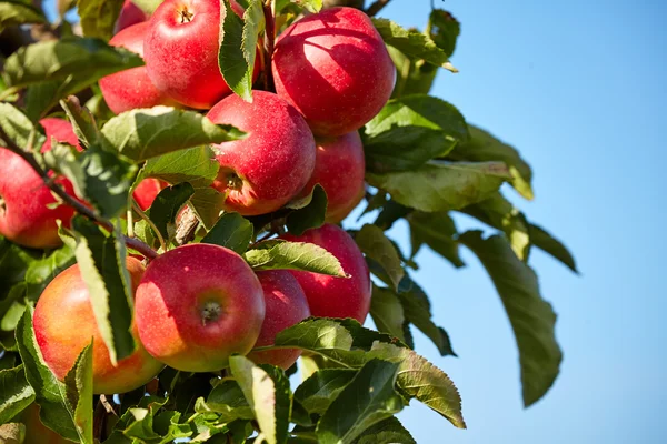 苹果从树上挂 — 图库照片