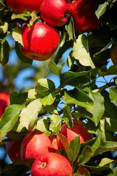 Pommes suspendues à l'arbre — Photo