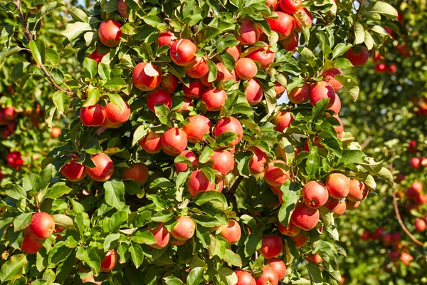 Äpplen hängande från träd — Stockfoto