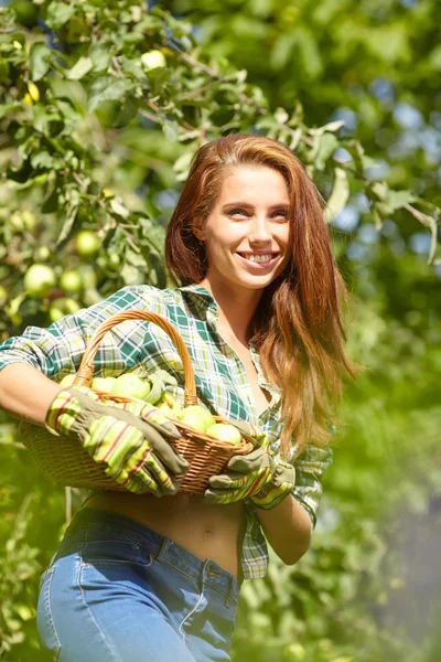 Mujer recogiendo manzanas orgánicas maduras —  Fotos de Stock