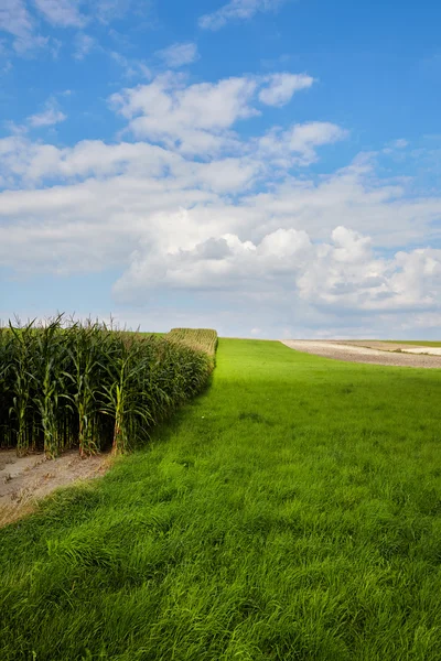 Campo de milho e céu — Fotografia de Stock