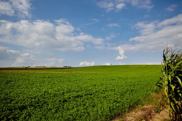 Campo de maíz y cielo —  Fotos de Stock