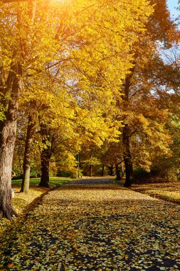 güzel sonbahar park