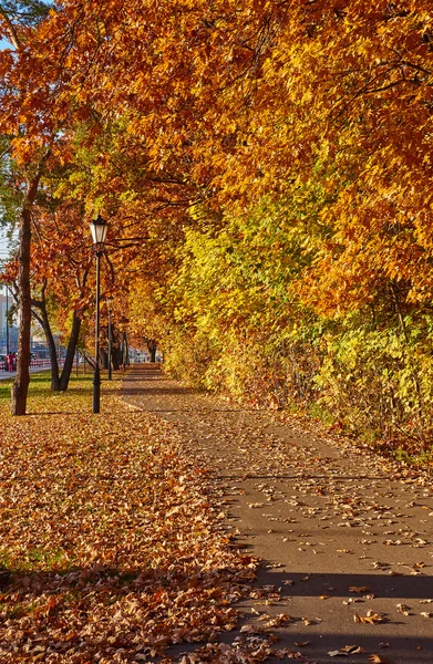 Piękny park jesień. — Zdjęcie stockowe