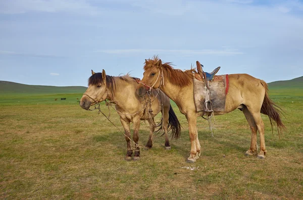 Pair of horses on pasture