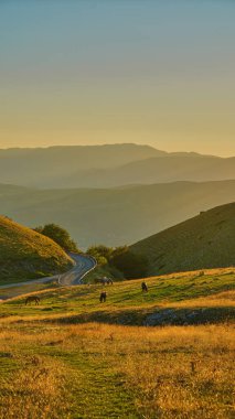  Monti Sibillini 'nin doğal parkındaki ünlü plato. (Perugia, Umbria, İtalya). Vahşi atlar.