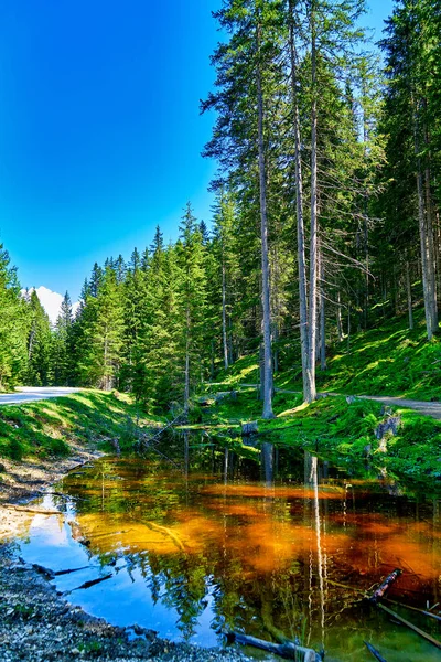 Ein Kleiner Fluss Einem Wald Den Dolomiten — Stockfoto