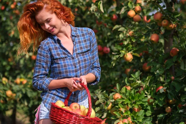 Beautiful Girl Red Hair Collects Apples Large Apple Orchard Puts — Stock Photo, Image