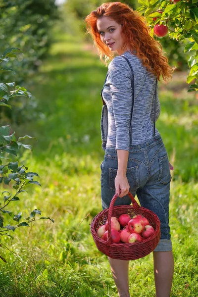 Красива Дівчина Рудим Волоссям Збирає Яблука Великому Яблучному Саду Кладе — стокове фото
